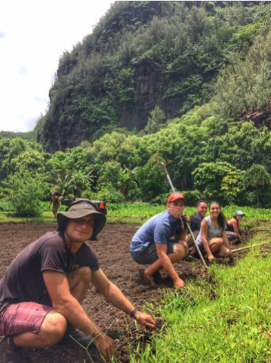 four people working in a garden