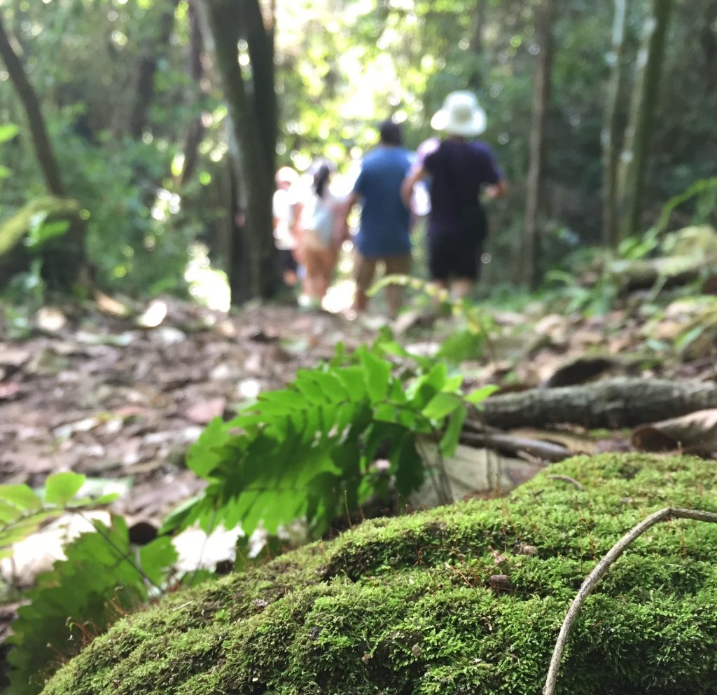 a mossy rock in the foreground, students walking through a forest in the background