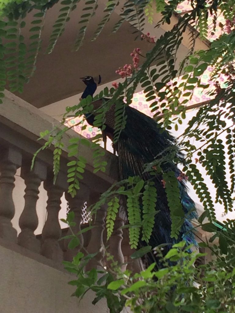 A peacock on a balcony