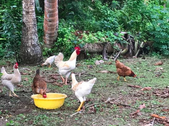 chickens and roosters running around and feeding from a yellow bowl