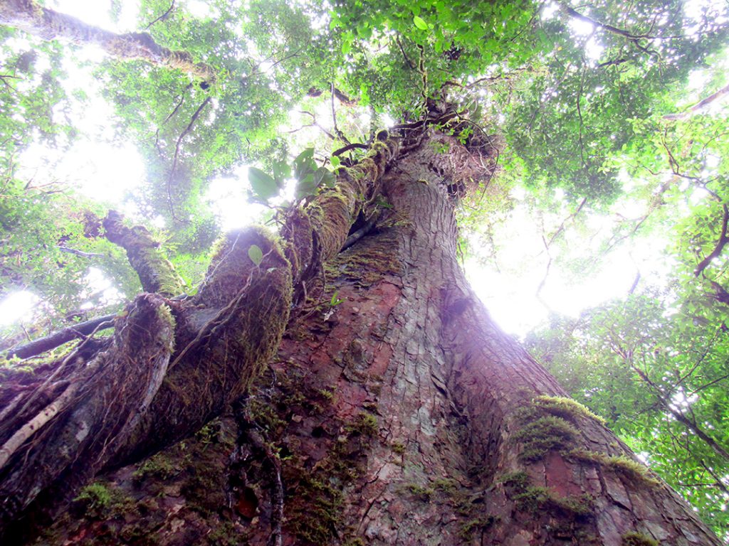 Looking up from the ground at very tall, wide tree trunk with green leaves against the sky