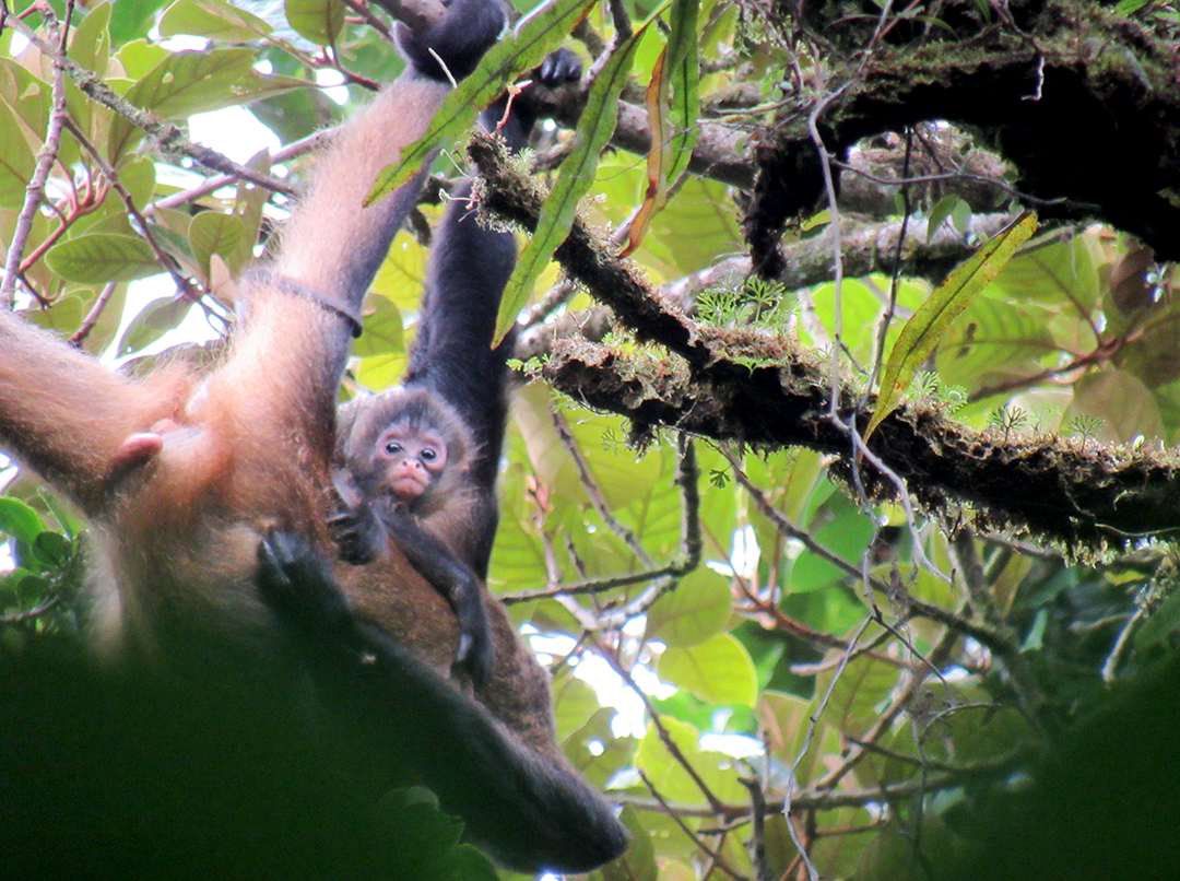 rainforest spider monkeys