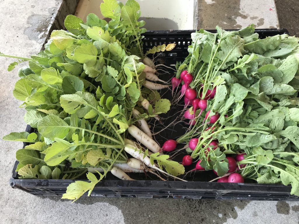 The fresh-looking daikon and radish are the first harvest of the year. They were supplied to the ACRS Food Bank in the International District in Seattle to provide fresh produce for the homeless.