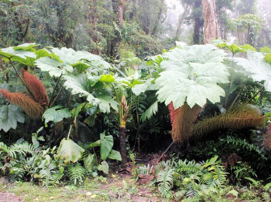 Broad-leaved plant: Elephant's ear. white flower in the middle: family Araceae.