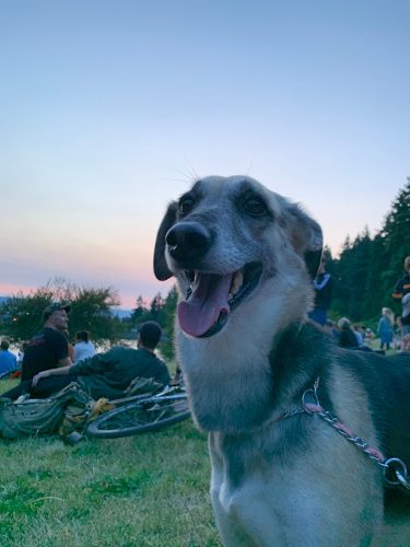 A photo of Nellie on July 4th at Mount Tabor.