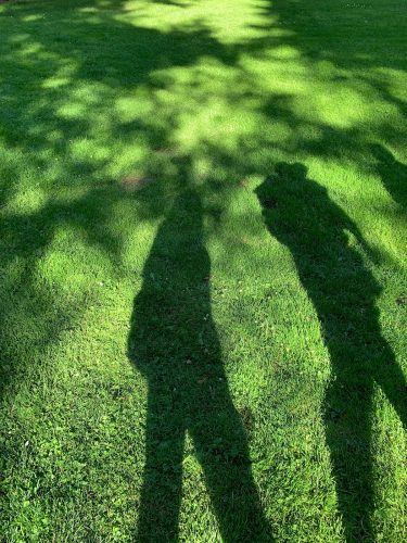 A photo of sunlight and shadows reflected on the grass of Washington Park. 