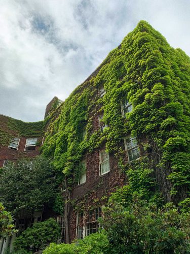 Montgomery Hall covered in vines