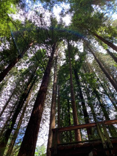 Redwood trees in Hoyt Arboretum