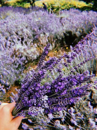 Picture of the bushel of lavender that I picked myself from the farm.