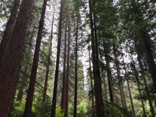 Tall redwood trees at Hoyt Arboretum.